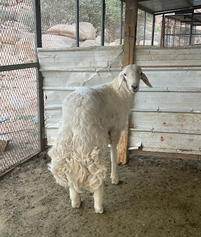 ابو عبدالله لبيع المواشي - الطائف - +966 53 668 8066