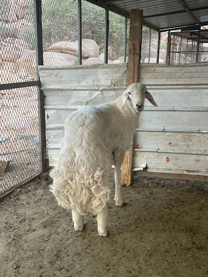 ابو عبدالله لبيع المواشي - Saudi Arabia|Taif 26738|C40|6G8X+P8