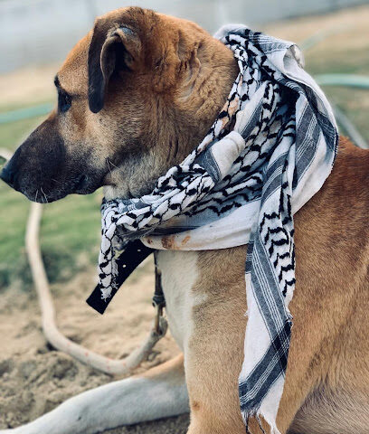 سحبة اللوقي - صفوى - +966 54 841 5836