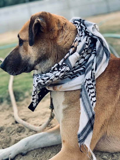 سحبة اللوقي - Saudi Arabia|3353، الشورى، صفوى 32827 7887،