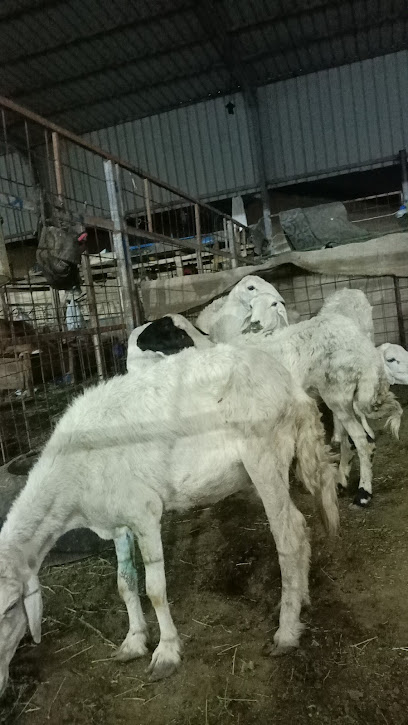 370 بيع وشراء الماشية - Saudi Arabia|Mecca 24211|Sooq Al ghanam main ishara Hadera non370