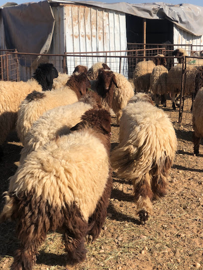 ذبايح - Saudi Arabia|Hafar Al Batin 39528|72CF+J8