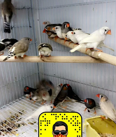 مؤسسه كروان تبوك - تبوك -