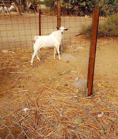 حظائر أبو علي - ابو عريش - +966 53 025 5325