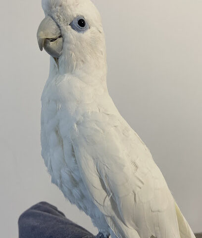 ببغاوات للطيور المغرده والأليف - بريدة - +966 53 849 0090