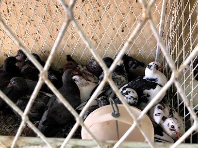 الضويان للطيور - الدوادمي -