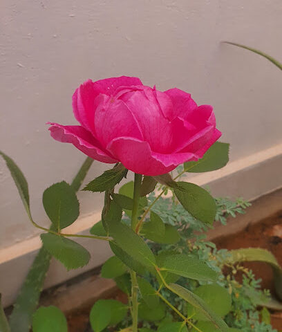 طيور ابووايل - بريدة - +966 55 551 3398