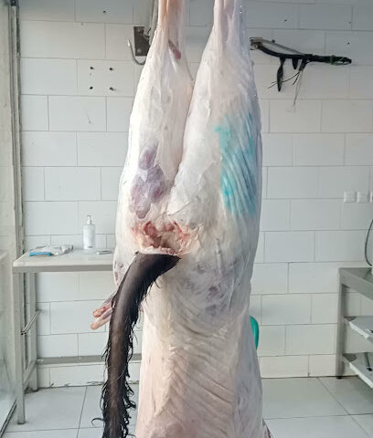 ملحمة الرويس للحوم - المدينة المنورة - +966 53 577 5288