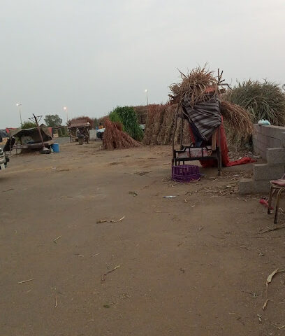 علف مواشي قصب اخضر - ابو عريش -