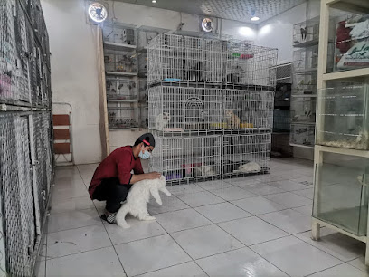 العصافير الجميلة - بيشة - +966 50 557 6086