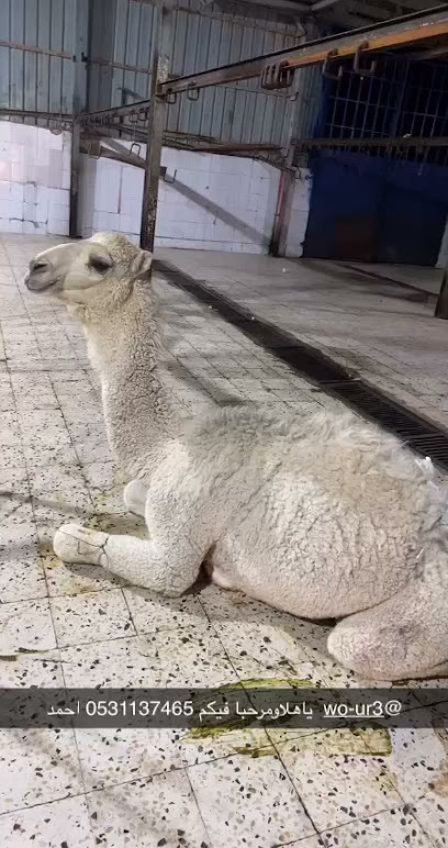 ملحمة رنيم الديرة - Saudi Arabia|3279 أبو بكر الصديق، المحمدية، حفر الباطن 39911 9368،