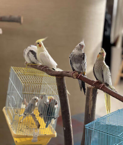 ابو نواف لتربية الببغاوات ومكاثرتها وبيعها بحي النسيم - جازان - +966 53 216 8662