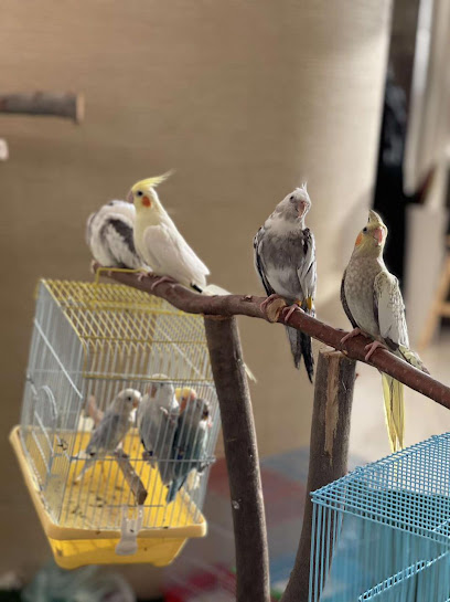 ابو نواف لتربية الببغاوات ومكاثرتها وبيعها بحي النسيم - Saudi Arabia|Jazan 82735|418