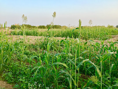 مزرعة أ.محسن أبوطالب جعمل - صامطة - +966 55 811 8150