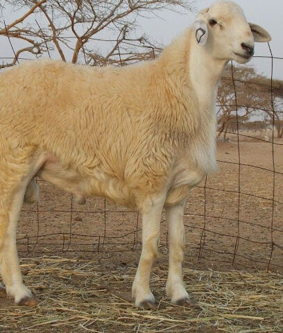 ذبائح أبو ماجد - المدينة المنورة -