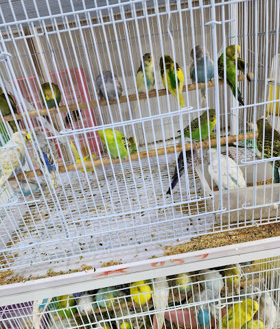 مؤسسة تاج الهدهد للطيور - الطائف - +966 54 410 8694