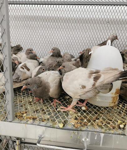 طيبات داورد - الدوادمي - +966 58 100 0116