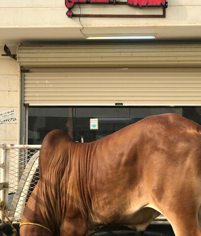 ملحمة الصالحي - كياد - +966 50 189 8805