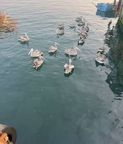 ابورائف للرحلات البحريه - جازان - +966 50 309 1073