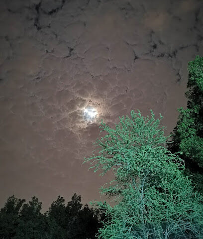 مزرعة الخالدي - محلية -