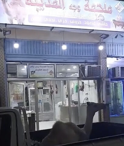 ملحمة وجه المدينه - الوجه -