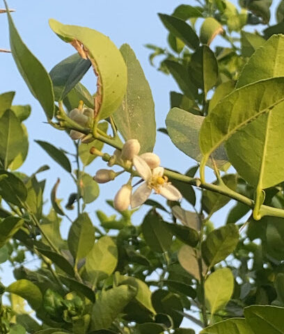 البدور - مكة المكرمة -