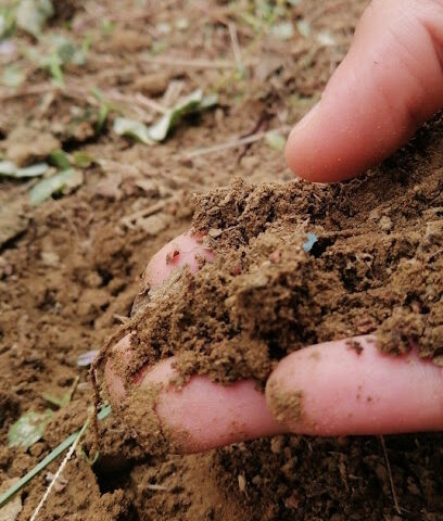 المجدور - جازان -