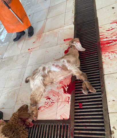 مسلخ البدائع - البدائع -