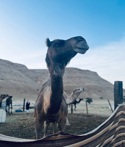 بركة شعيب لوها - الرياض -