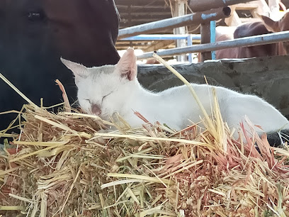 سوق الانعام والطيور والأعلاف - جدة - +966 56 723 6340